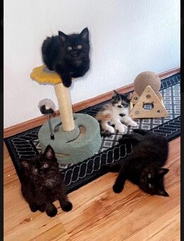 Siam mix kitten - Klettgau