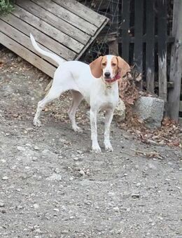 Tinkerbell sucht ein Zuhause - Arnsberg