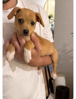 Süße, kleine Peanut sucht ihre Familie - Neuberg