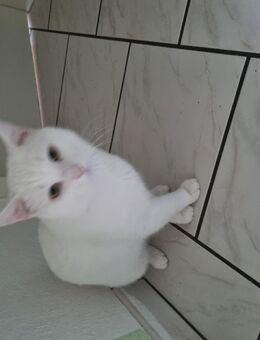 Türkische angora Katze 2 jahre alt - Castrop-Rauxel Zentrum