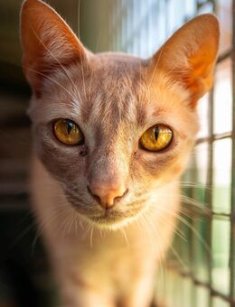 Kater Antonio + Katze Deiland - Bochum