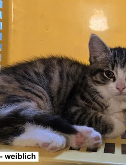 Bezaubernde Norweger Mix Kitten - Schöffengrund