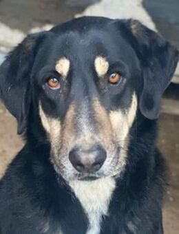 Venia, geb. ca. 07/2021, GRIECHENLAND - Markdorf