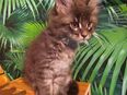 Wunderschöne Maine Coon Kitten! XXL in 97762