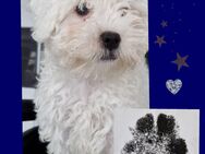 Süßes Bichon- Mix Mädchen sucht Zuhause - Gelnhausen