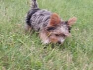 Eksklusiwen Yorkshire Terrier Welpen!