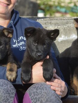 Dt. Schäferhundwelpen mit roten SV/VDH Papieren. - Dresden