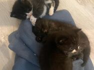 Kitten bkh - Hürth