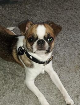 Reinrassiger Chihuahua Rüde - Berlin