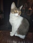 Katzen Weibchen in 66125