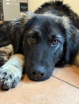 Entspannter Olaf auf PS in Leverkusen - Köln