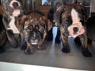 Englische Bulldoggen Cane Corso Mix - Speyer