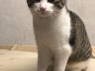 Schöne Junge Katze ist zu vergeben - Illertissen Zentrum