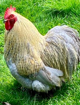 2 dreijährige Zwerg-Cochinhähne abzugeben - Kogel