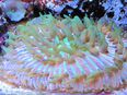 Korallenableger- Meerwasser- cycloseris fralinae Pilzkoralle in 57072