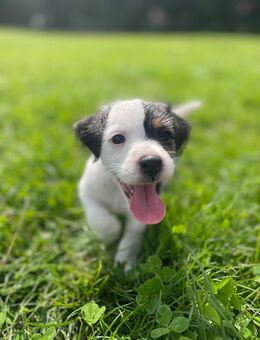Parson Russel Terrier Rüden - Löningen