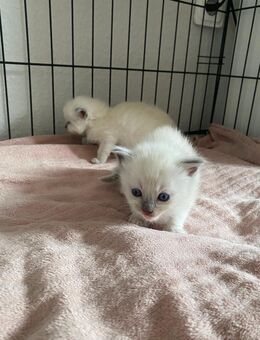 🐾 Wunderschöne Ragdoll-Kittein - Dortmund