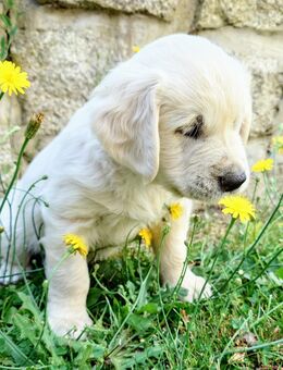 Golden Retriever Welpen (Rüden) - Familienzucht mit Herz - Neustadt (Waldnaab)
