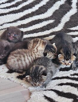 💛 Zauberhafte Kitten suchen liebevolles Zuhause 💛 - Monheim (Rhein)