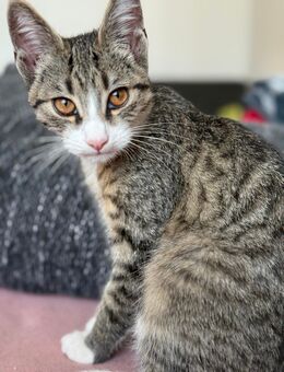 Süßer kleiner Kater zum abgeben - Köln