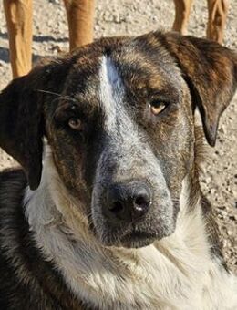 Saria, geb. ca. 07/2023, GRIECHENLAND - Euskirchen