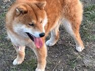 Affon - Shiba Inu - Frankfurt (Main)