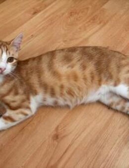 Lyova - der misshandelte Löwe - Kirchheim (München)