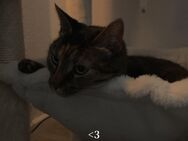 Milù sucht ein neues Zuhause - Kiel Hassee