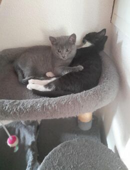 2 Kitten 9 Woche alt - Breitscheid (Landkreis Neuwied)