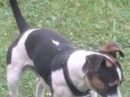Jackrussel abzugeben - Moormerland