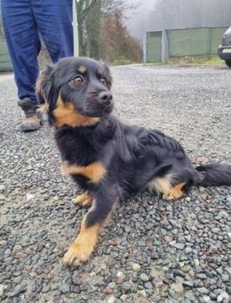 Liebevolles Hundemädchen Lotti - Ellerbek