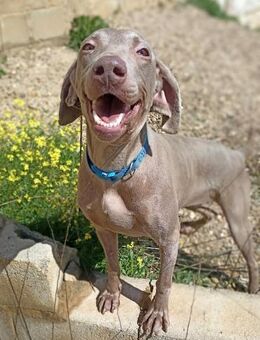 Vaiana eine sanfte Weimaraner-Hündin - Ratekau