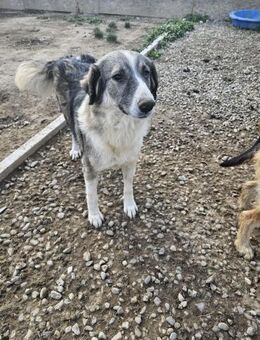 💖 SARAI sucht ihr Zuhause 🐾 - Mannheim