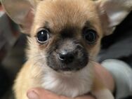 Verkaufe wunderschöne Chihuahua Welpen - Neukalen