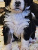 Bernersennen-Bernhardiner-Mix in 23974