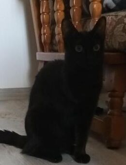 🆘NOTFALL 🐱 Katzenmädchen Tali & Zora🆘 - Eislingen (Fils)