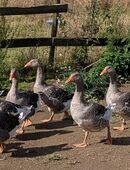 Junge Gänse in 46509