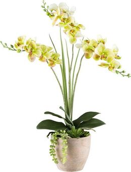 Kunstorchidee Orchidee Phalaenopsis, Creativ green, Höhe 55 cm, mit Sukkulenten und Graszweigen arrangiert