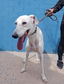 Niko, freundlicher Galgo - Haar