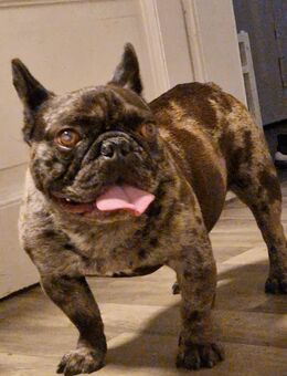 Französische Bulldogge „Roy“ in liebevolle Hände abzugeben - Lehrte Zentrum