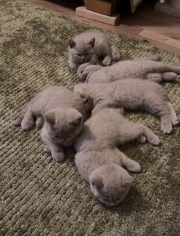 💎 Wunderschöne Britisch Kurzhaar Kitten in liebevolle Hände abzugeben 💕 - Altenburg