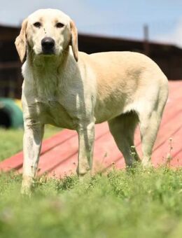 ROMY - sanft, verspielt süß - Linden (Hessen)