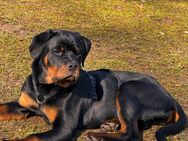 Rotweiler Hündin sucht neues Zuhause - Berlin