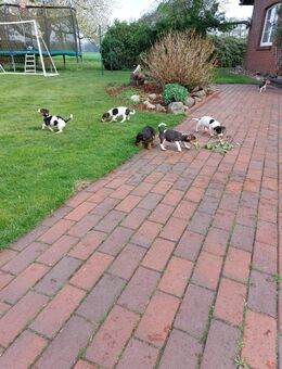 Jack Russel Mix Welpen zu verkaufen - Sulingen
