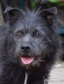 Dio - freundlich & etwas schüchtern - Lohmar