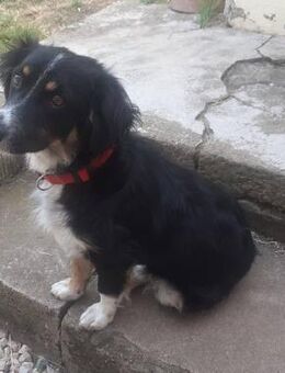 Zuhause gesucht - Neuhofen