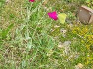 Kronen- Lichtnelke, Vexiernelke (Silene coronaria) - Horgenzell