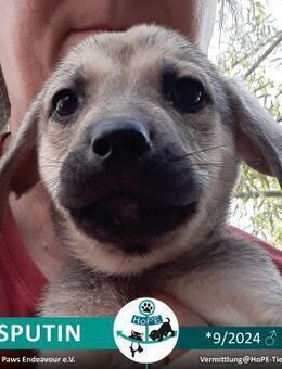 RASPUTIN - 09/2024 - Leimen (Baden-Württemberg)