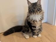 Maine Coon Kitten - Großenwiehe