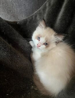 Reinrassige Ragdollkitten abzugeben - Chemnitz